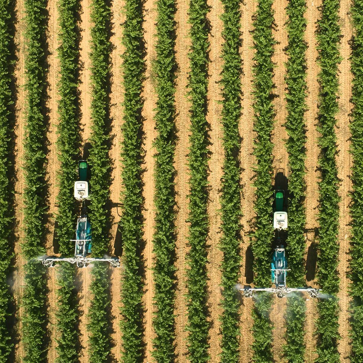 REWILD_DUXTONS-VINEYARDS